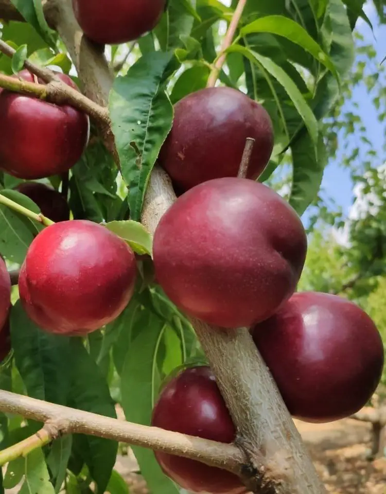 Nectarines
